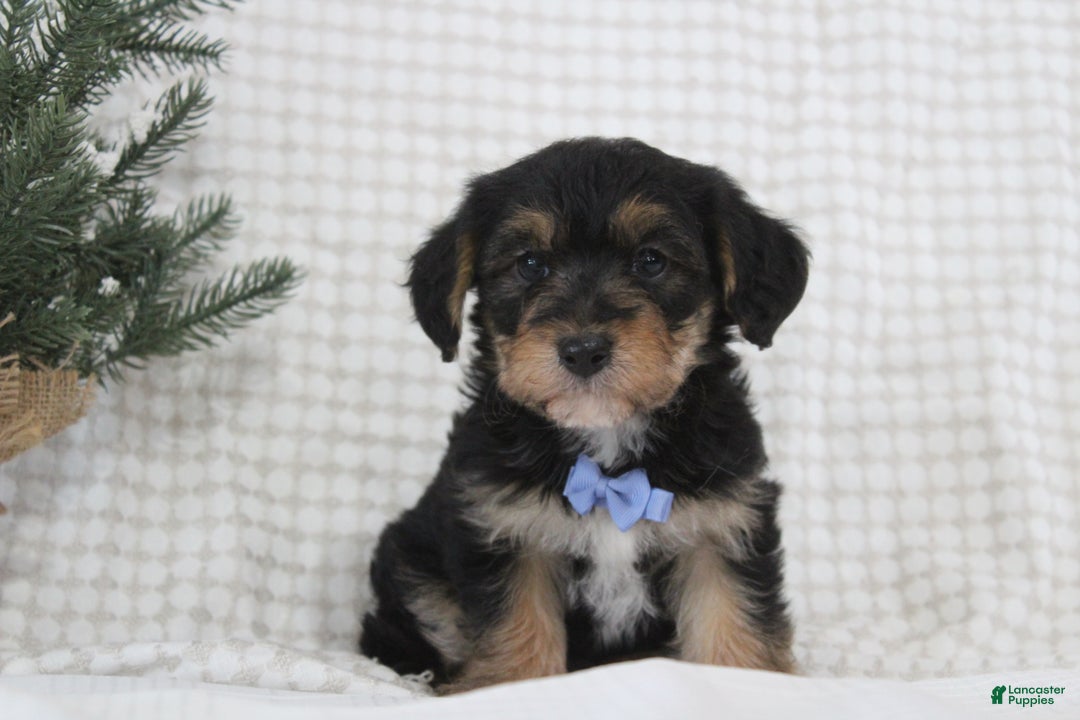 Yorkiepoo dogs for sale: Alexander - Ad 2
