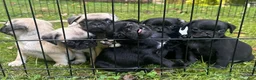 Pug dogs for sale: Charlie  - Ad 12