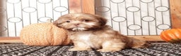 Shih Tzu dogs for sale: Olive Brindle Shih-tzu - Ad 3