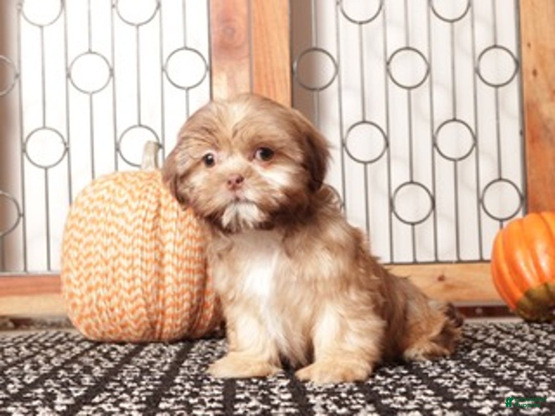 Shih Tzu dogs for sale: Olive Brindle Shih-tzu - Ad 3