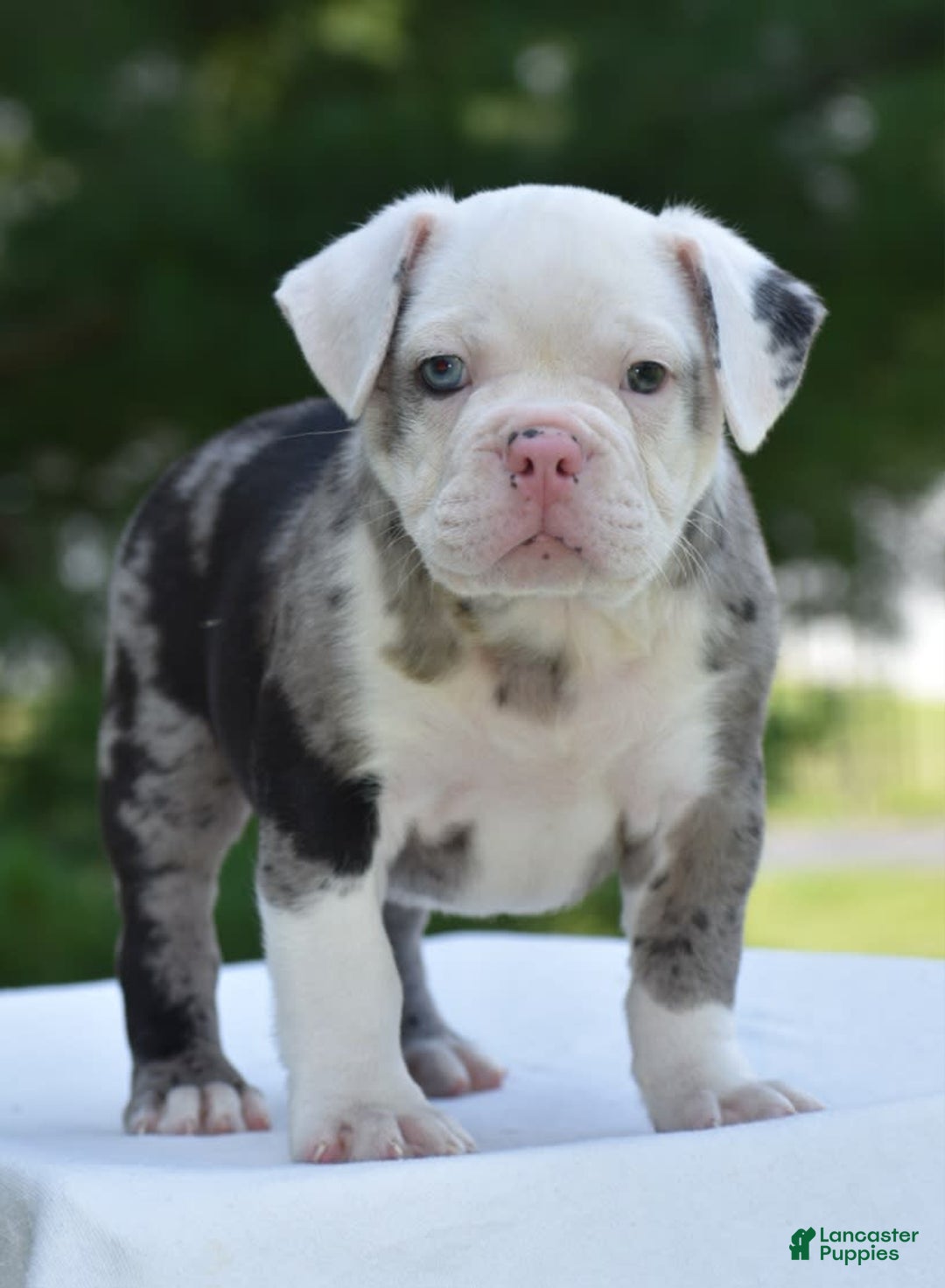 Selective Breeding Warlander Olde English Bulldogge Enzo Blue Eyes - Main Image