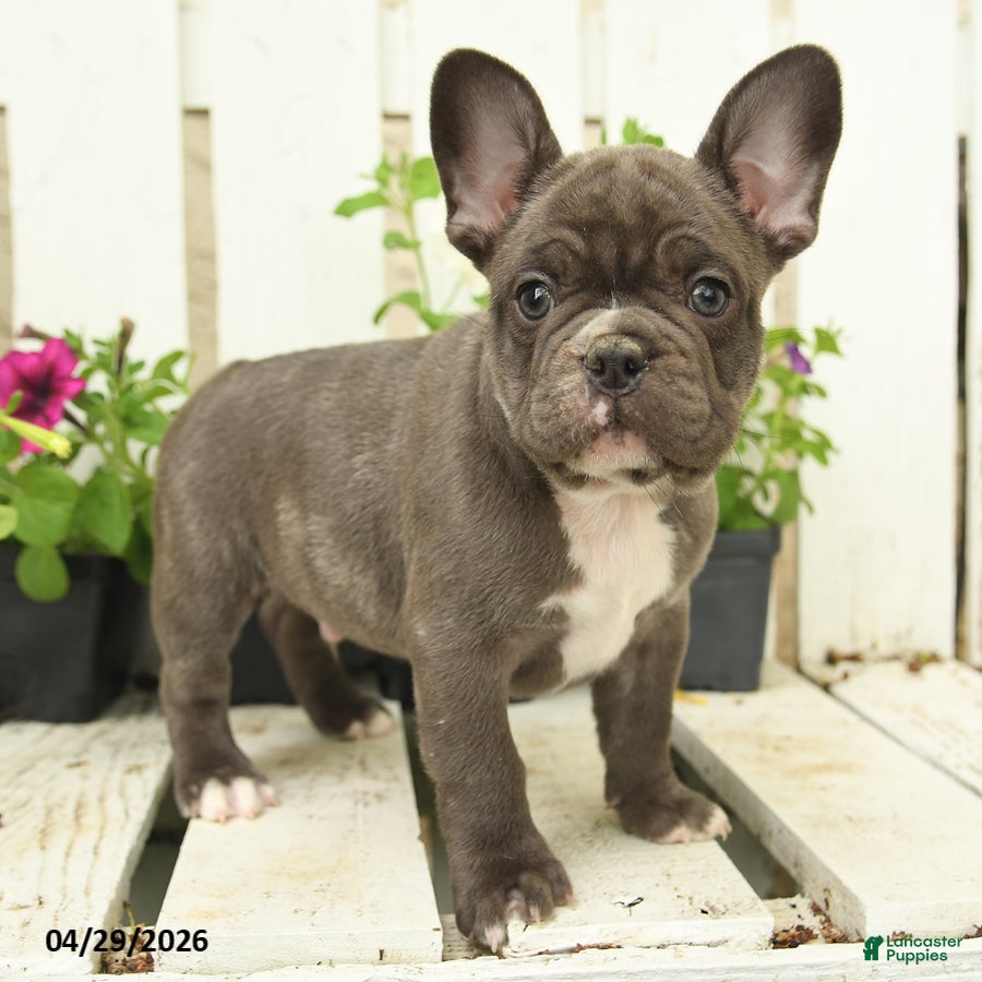 French Bulldog dogs Charming Charlie - Ad 1