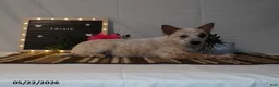 Australian Cattle Dog dogs for sale: Trixie - Ad 5