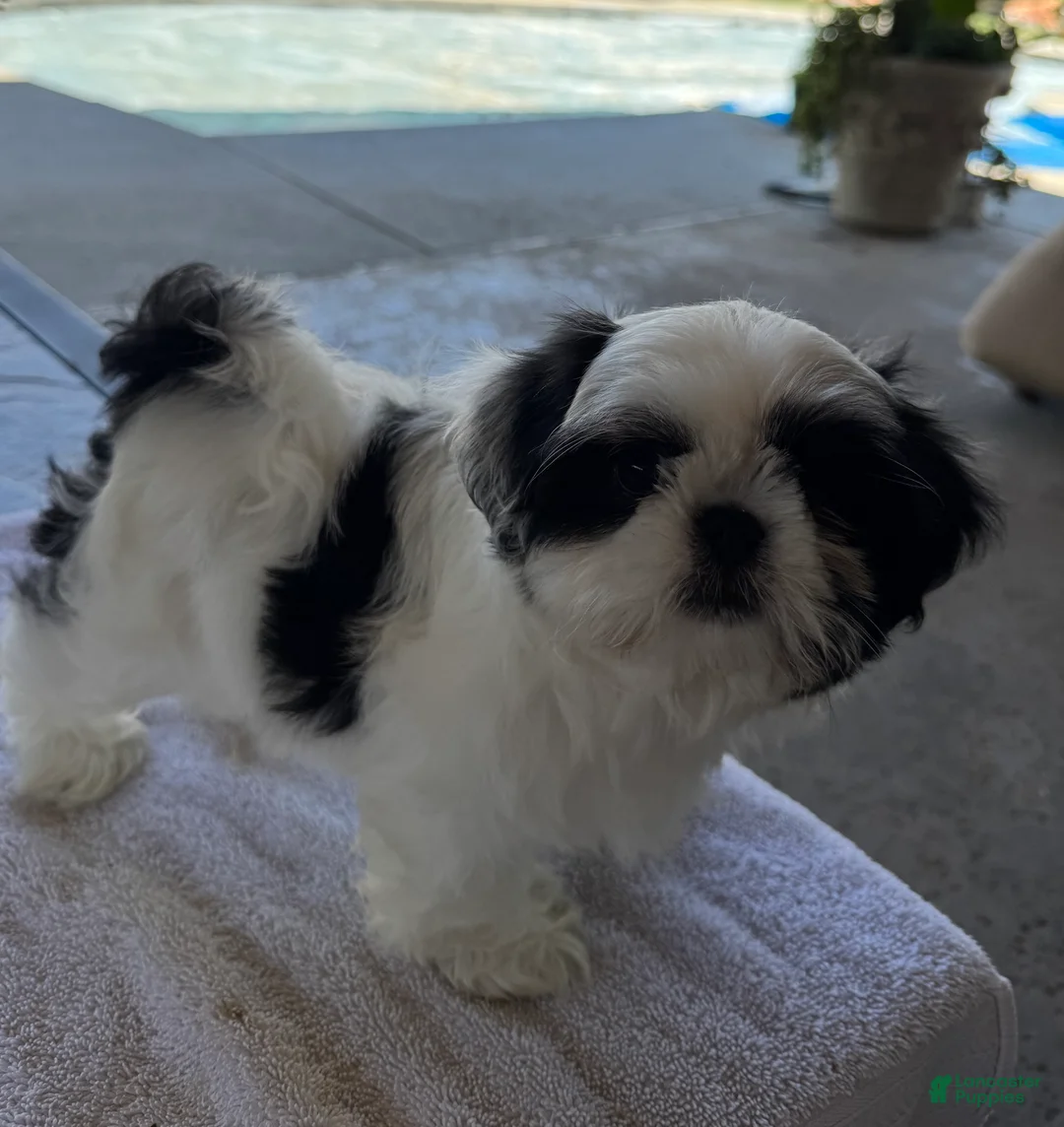 Shih Tzu dogs for sale: Shih Tzu 3 - Ad 1