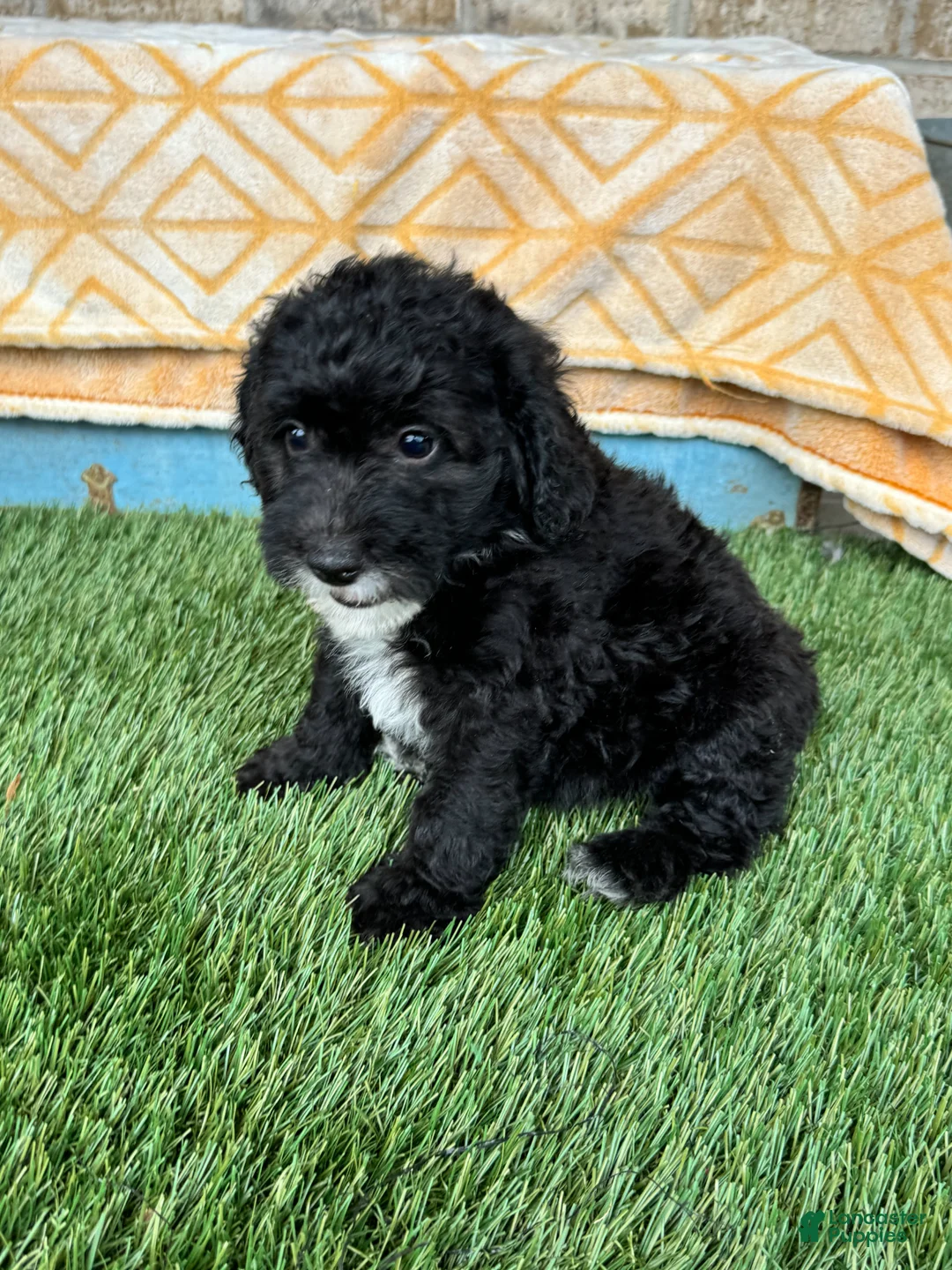 Mini Bernedoodle dogs for sale: Nico - Ad 2