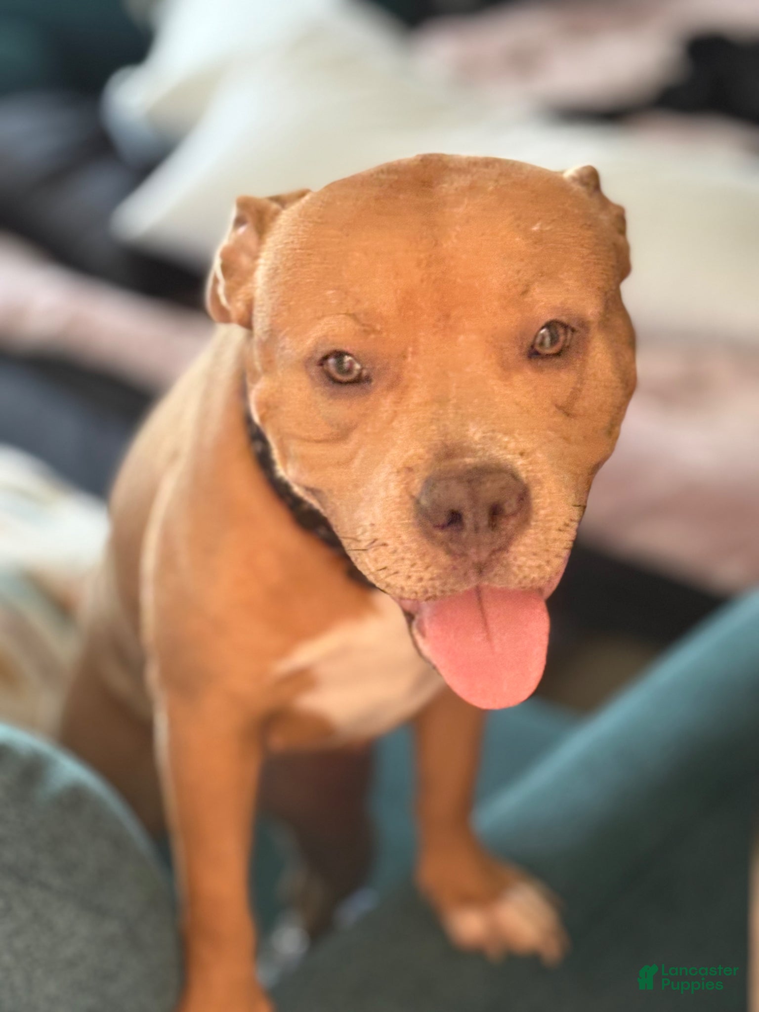 American Bully dogs for sale: American Bully Puppy 1 - Ad 7