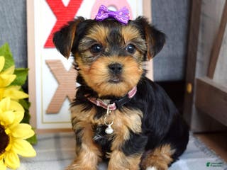 Yorkshire Terrier dogs Harper - Ad 20