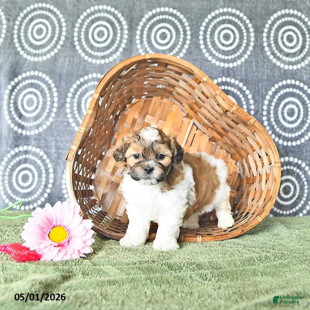 Shihpoo dogs for sale: Parker - Ad 1