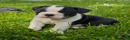 Mixed Breed dogs for sale: Mini Bulldog Tuxedo Boy - Ad 5