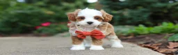 Cavapoo dogs for sale: Mr Bentley - Ad 4