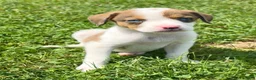 Mixed Breed dogs for sale: Bella - Ad 8