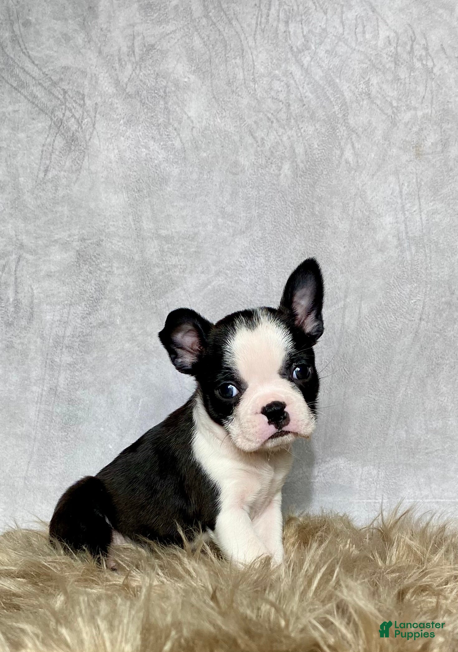 Boston Terrier dogs Daisy  - Ad 24