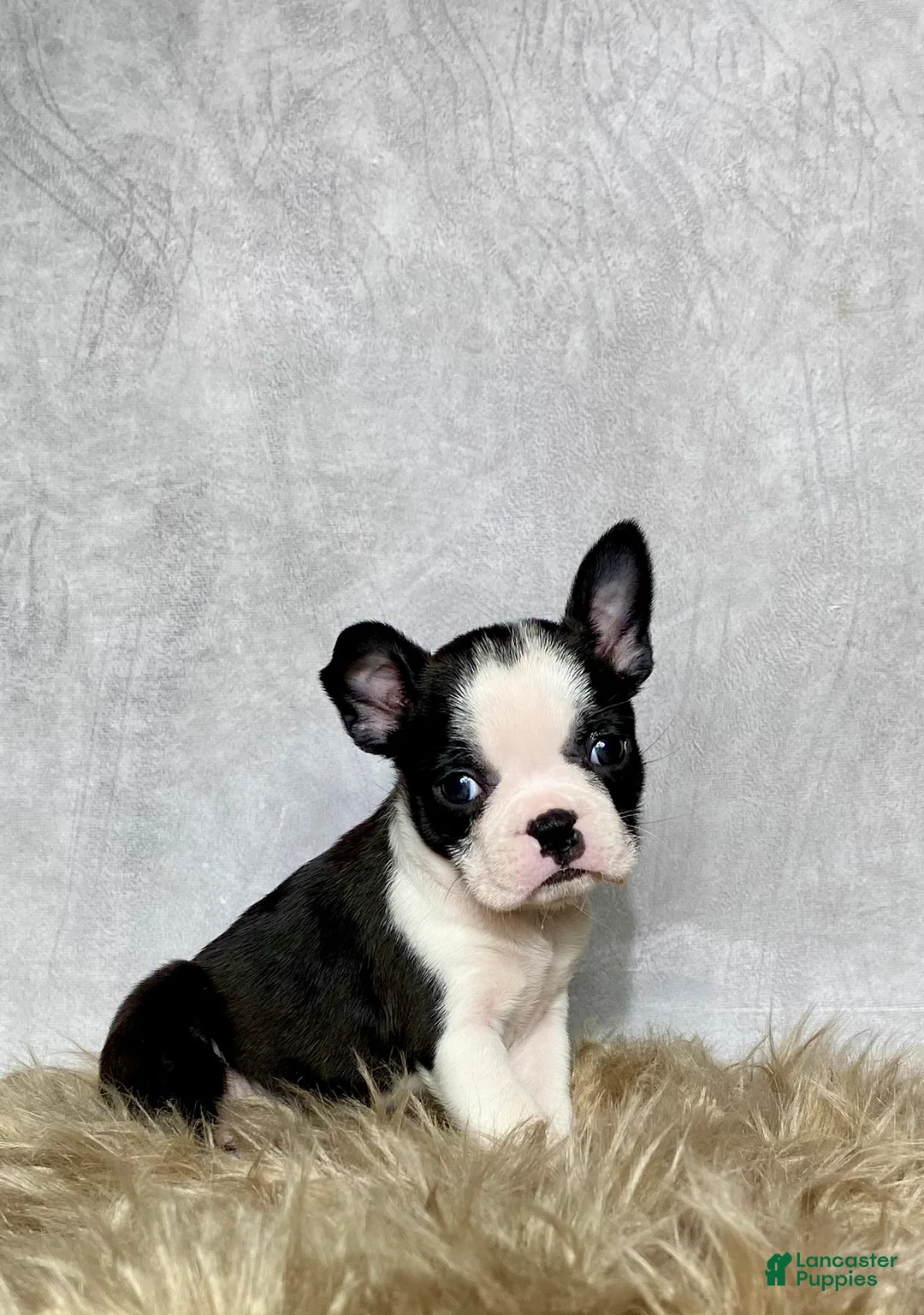 Boston Terrier dogs for sale: Daisy  - Ad 1