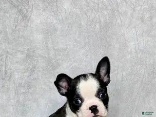 Boston Terrier dogs Daisy - Ad 24