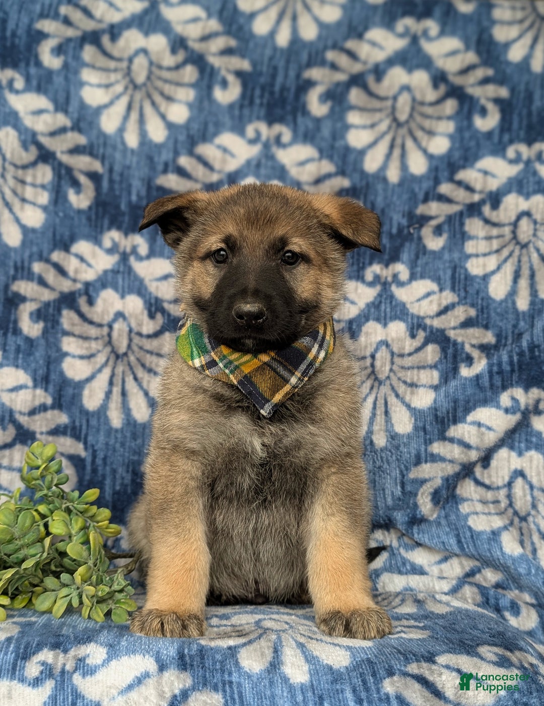 Mixed Breed dogs for sale: Codie - Ad 2