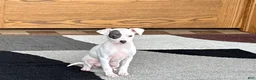Italian Greyhound dogs for sale: Sharon - Ad 5