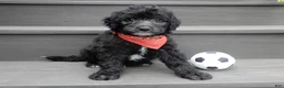 Sheepadoodle dogs for sale: Mason-MEDIUM - Ad 5