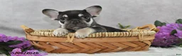 French Bulldog dogs for sale: Harley - Ad 3