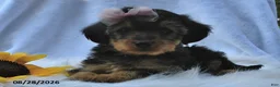 Morkie dogs for sale: Peace  - Ad 4