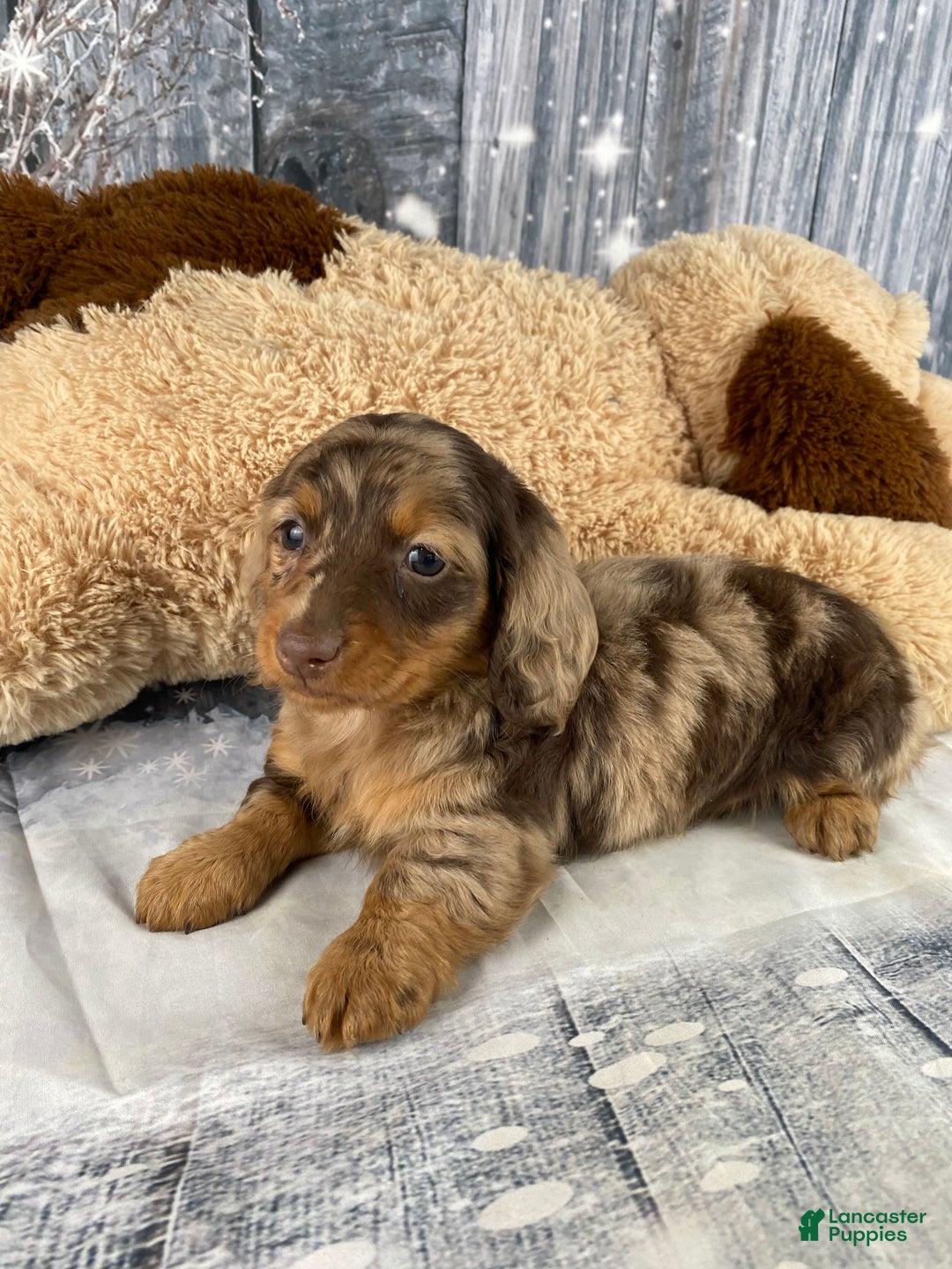 Miniature Dachshund dogs for sale: Skye - Ad 6