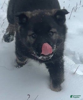 Norwegian Elkhound dogs "Purple" people licker - Ad 10