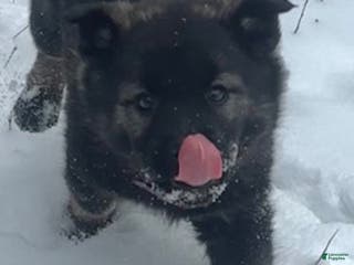 Norwegian Elkhound dogs "Purple" people licker - Ad 19