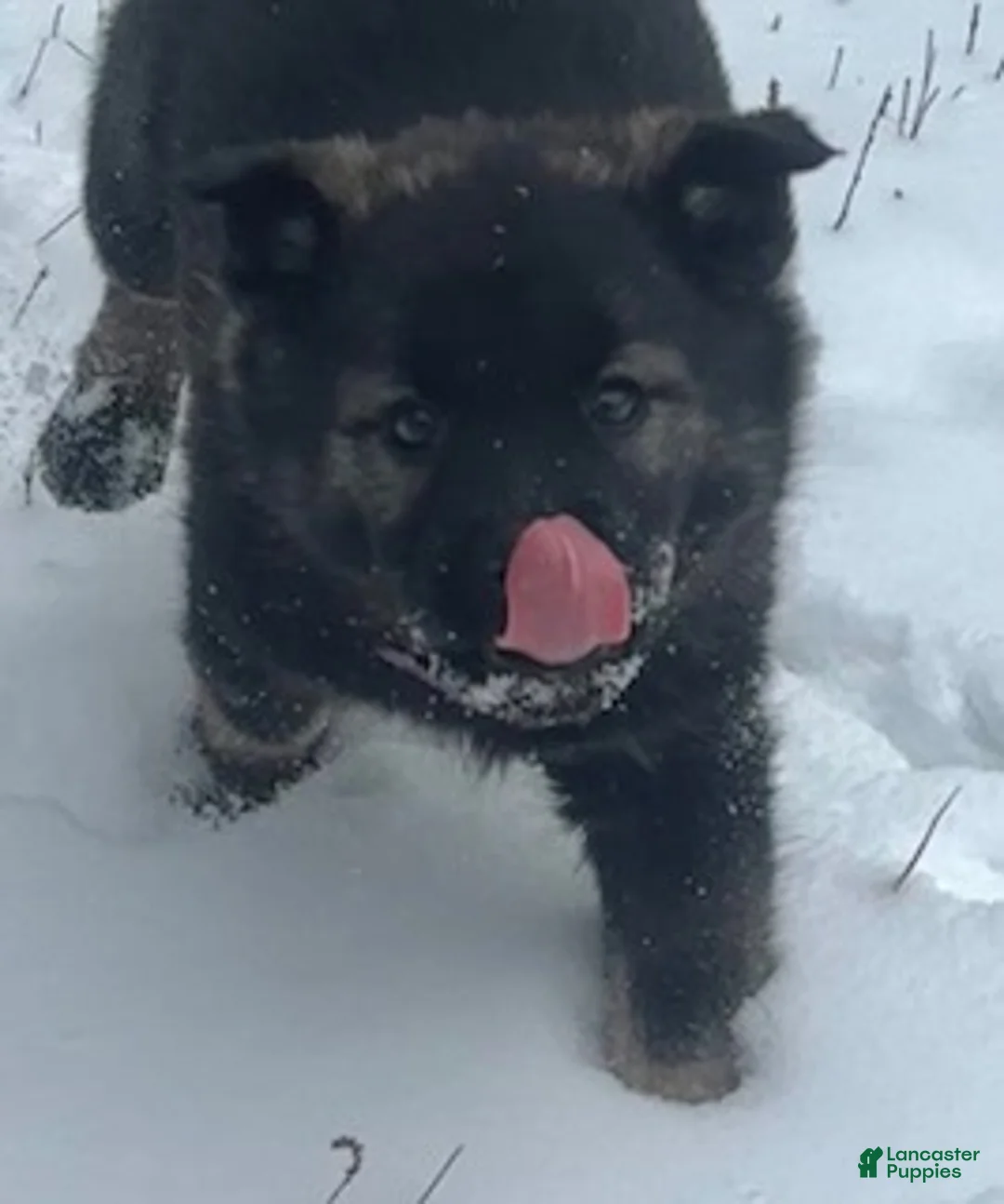 Norwegian Elkhound dogs for sale: "Purple" people licker - Ad 1