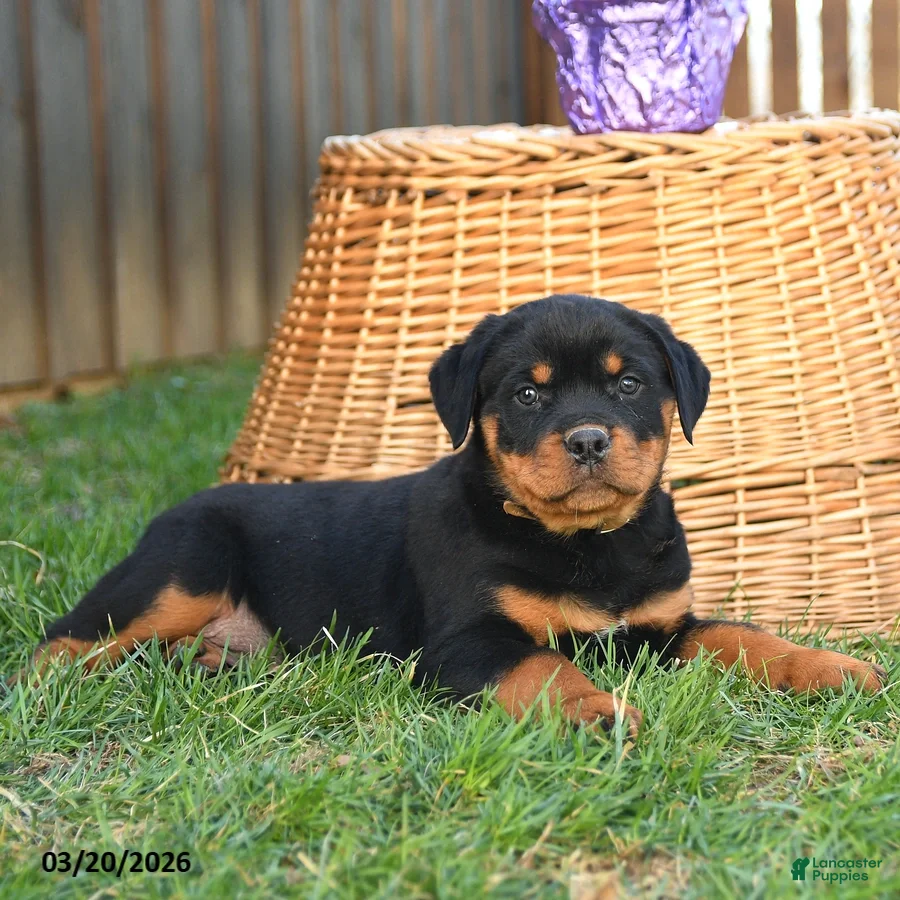 Rottweiler dogs Lucky  - Ad 2