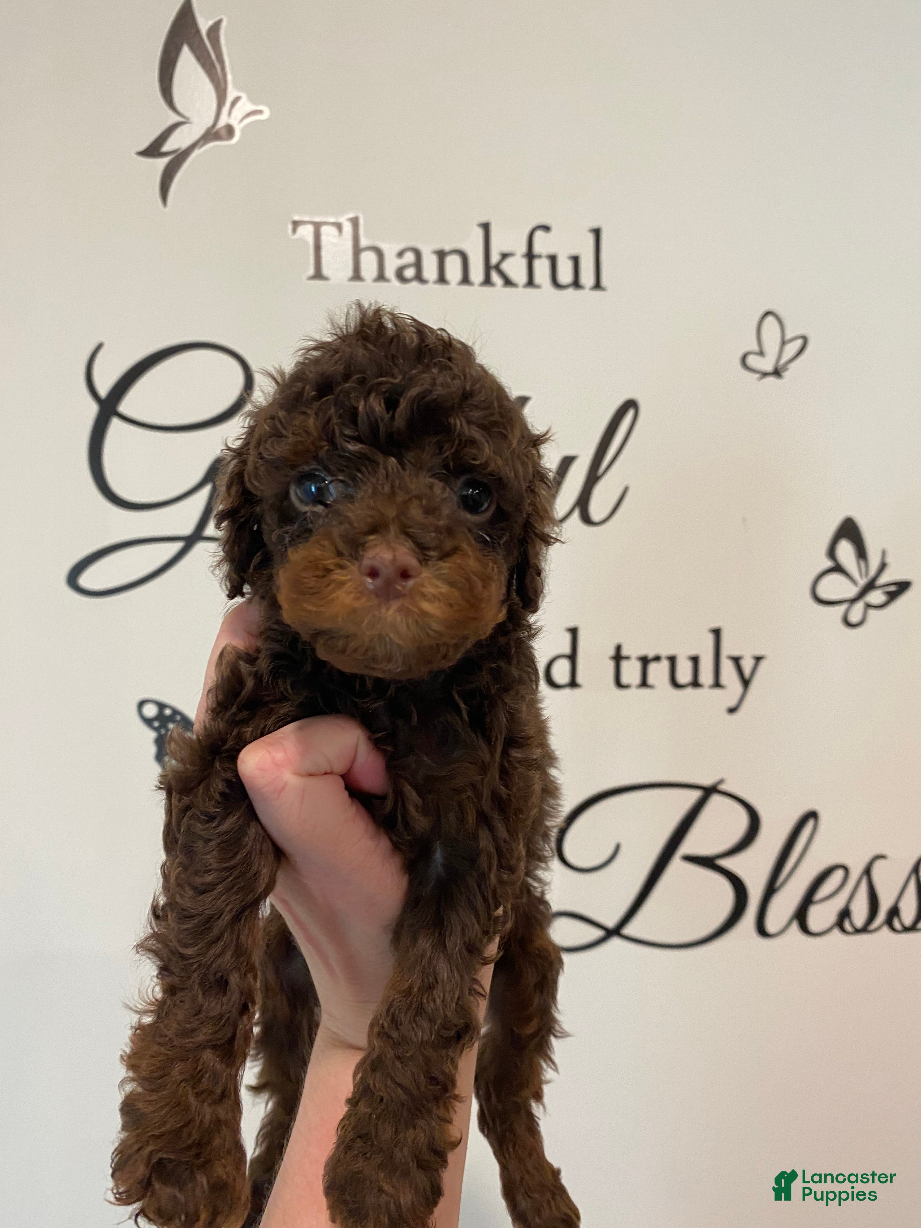 Mixed Breed dogs Chocolate Phantom Male - Ad 1