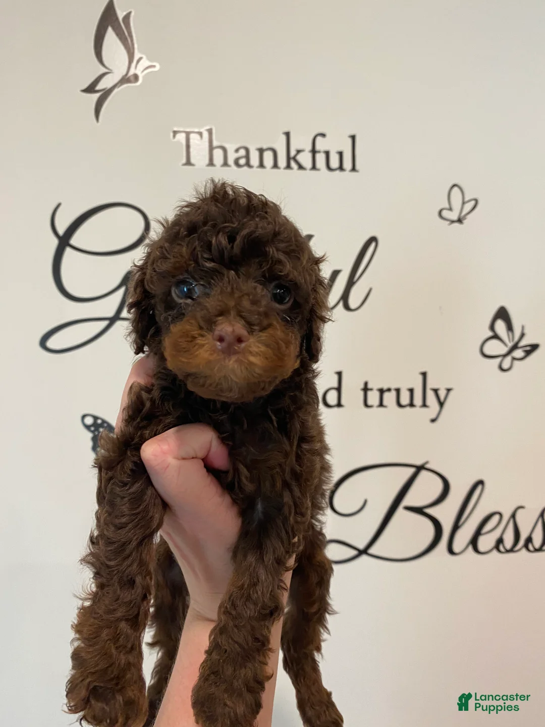 Mixed Breed dogs for sale: Chocolate Phantom Male - Ad 1