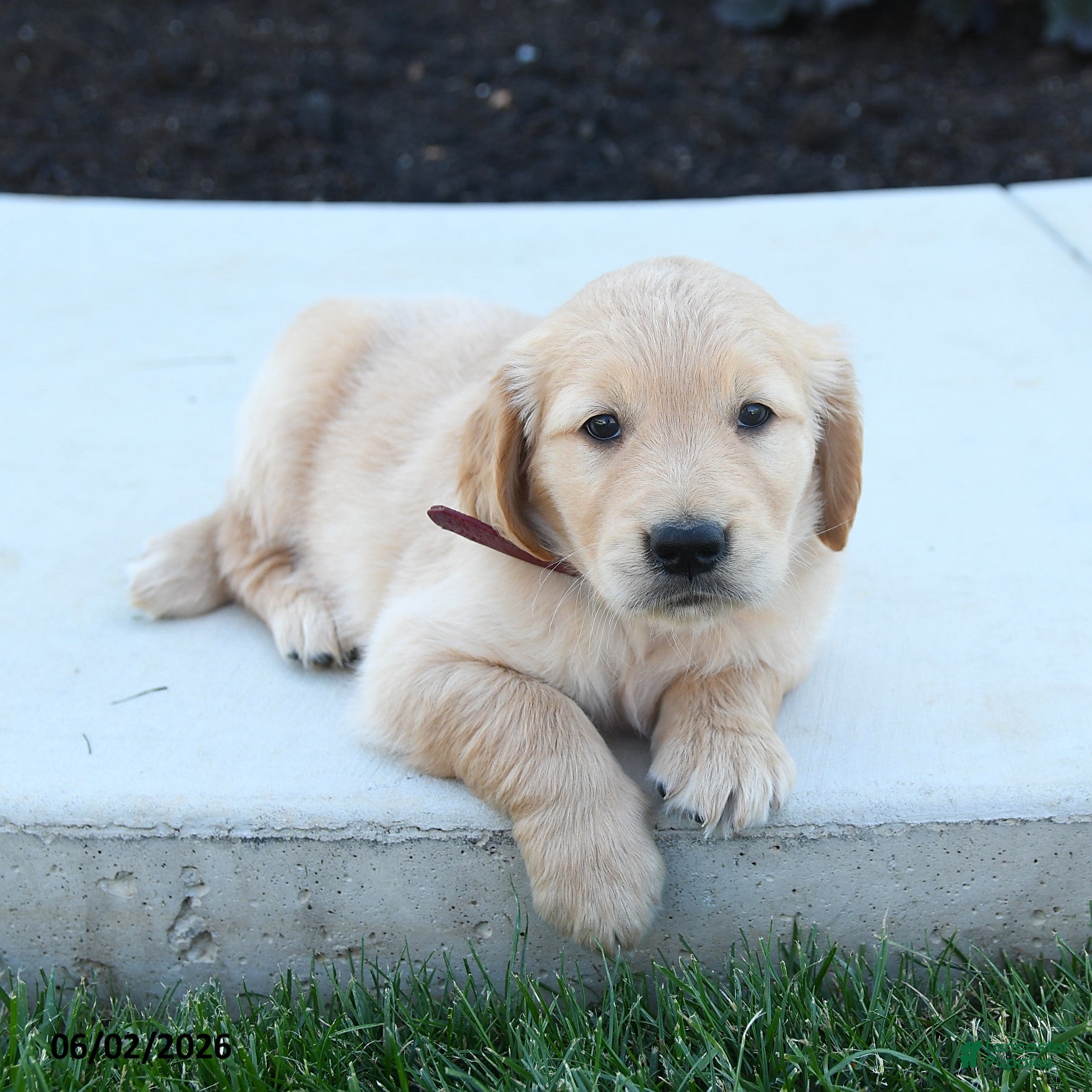 Golden Retriever dogs for sale: Walker - Ad 3