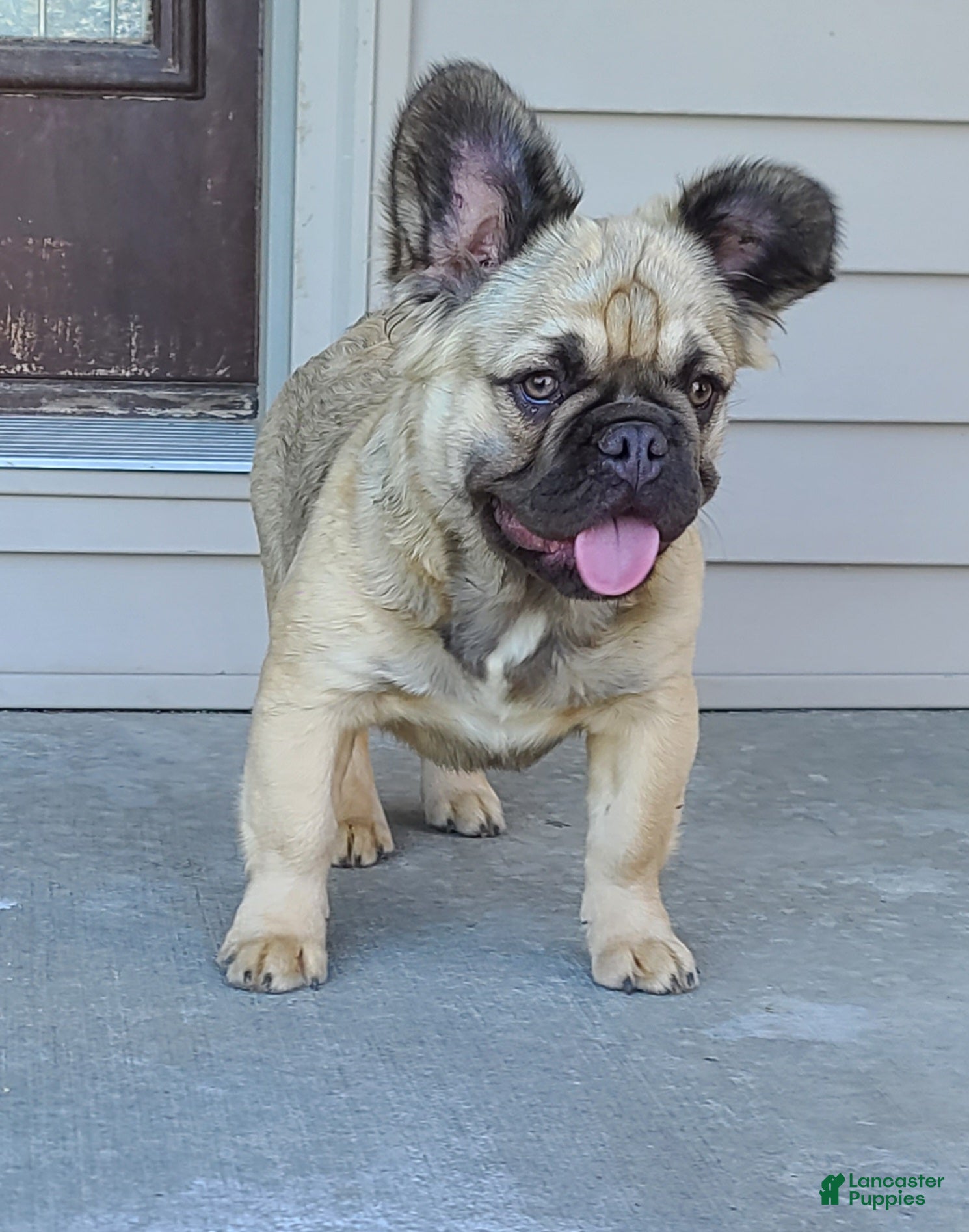 French Bulldog dogs Coco fawn fluffy male - Ad 1