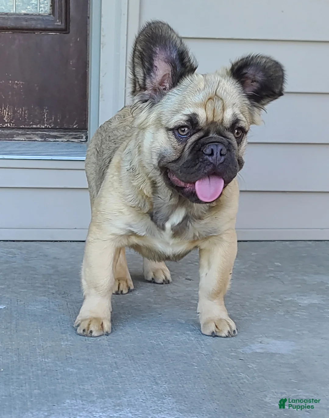 French Bulldog dogs for sale: Coco fawn fluffy male - Ad 1