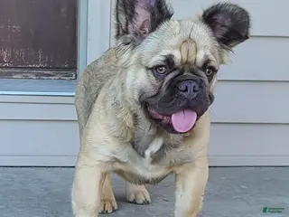 French Bulldog dogs for sale: Coco fawn fluffy male - Ad 2