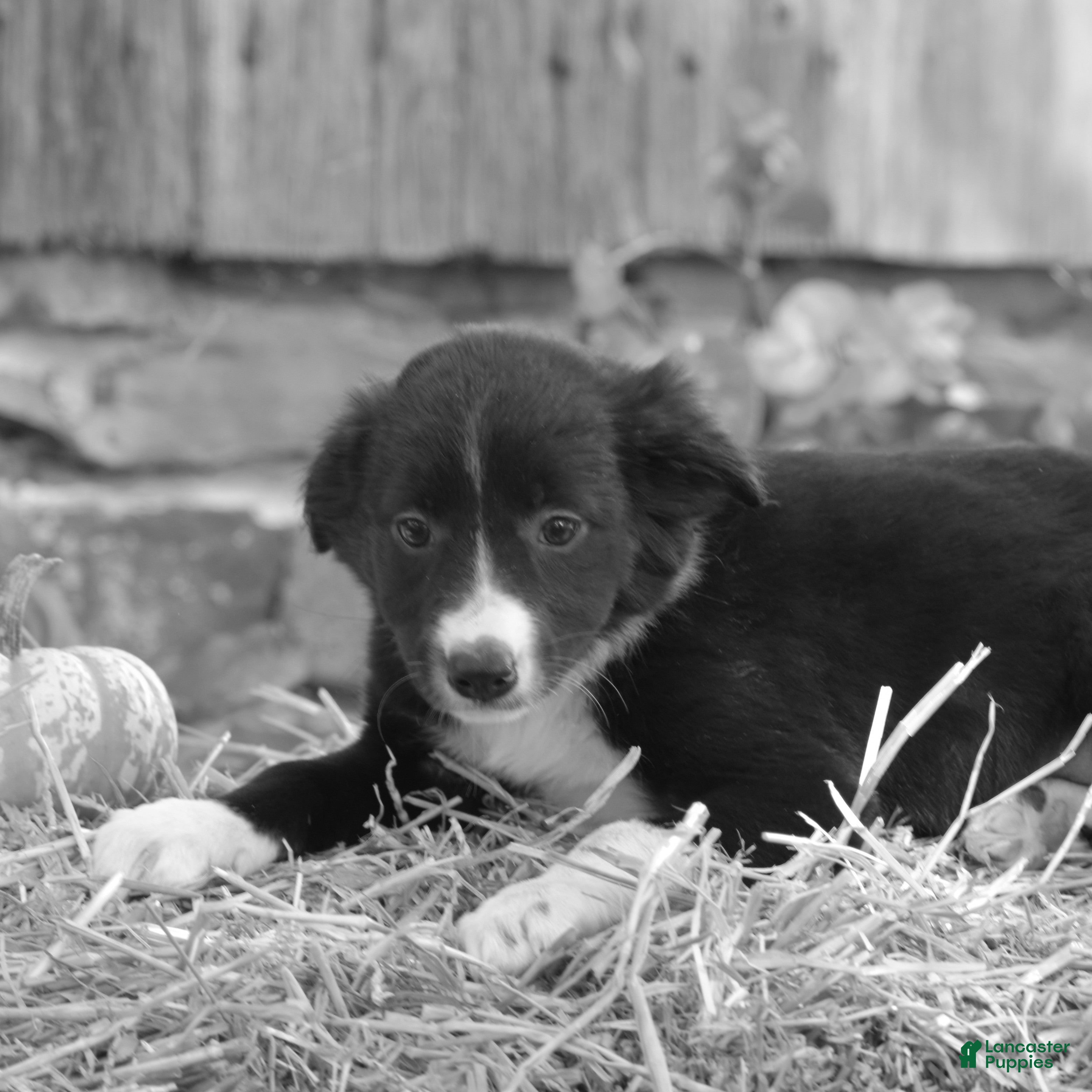 Border Collie dogs Tenleigh - Ad 2