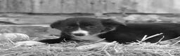 Border Collie dogs for sale: Tenleigh - Ad 2