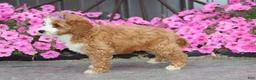 Mini Goldendoodle dogs for sale: Miss Fancy - Ad 4