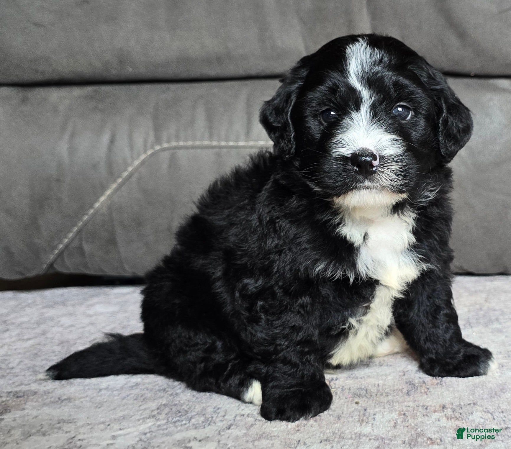 Mini Bernedoodle dogs Mini Blaze - Ad 2