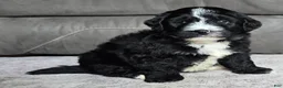 Mini Bernedoodle dogs for sale: Mini Blaze - Ad 2