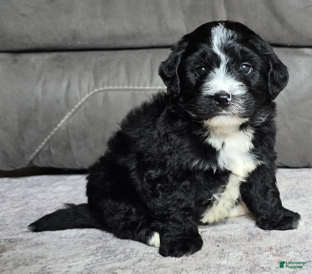 Mini Bernedoodle dogs for sale: Mini Blaze - Ad 2
