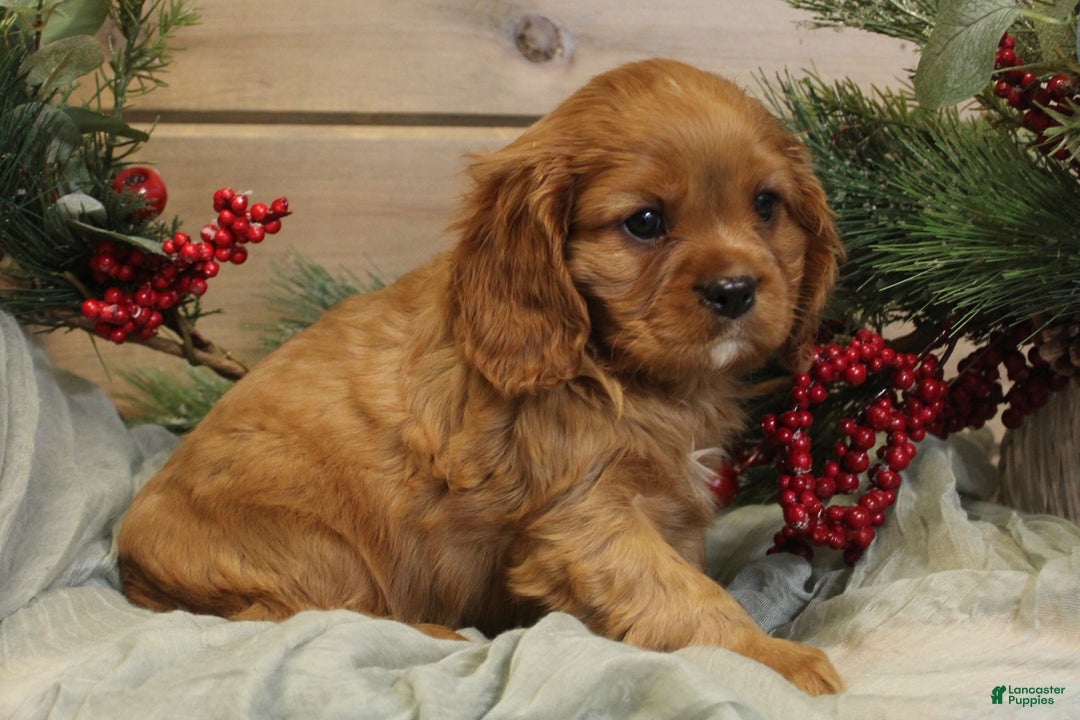 Cavalier King Charles Spaniel dogs for sale: Zachary - Ad 9