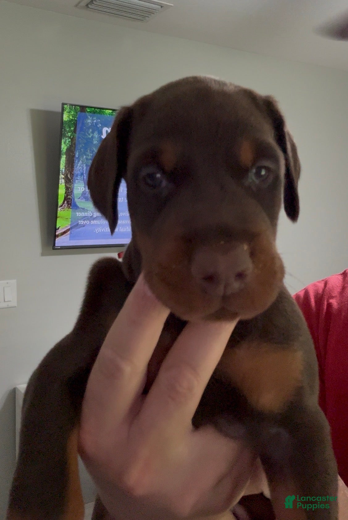 Doberman Pinscher dogs Yellow Collar Female - Ad 24