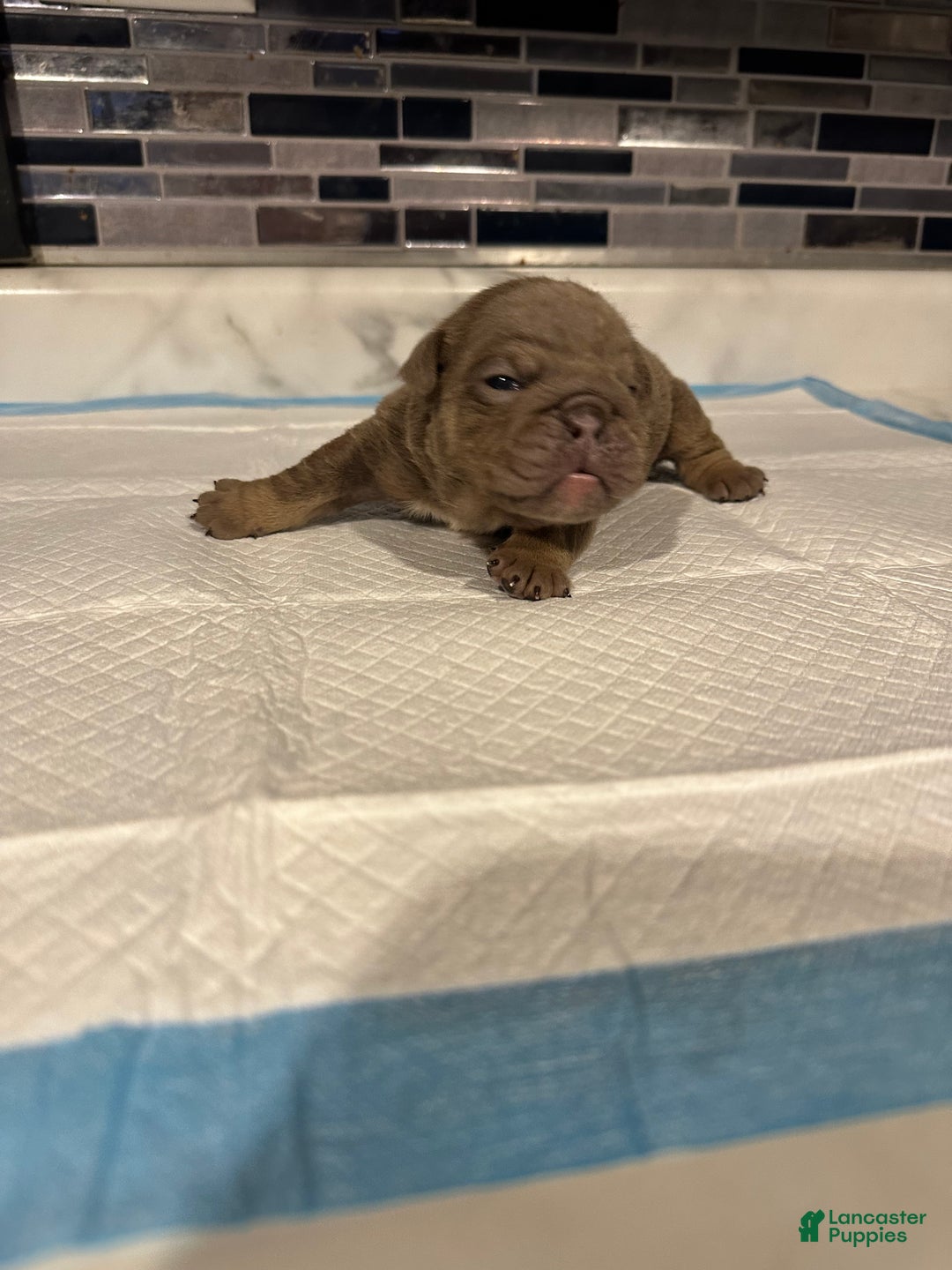 English Bulldog dogs for sale: Lilac Female  - Ad 4