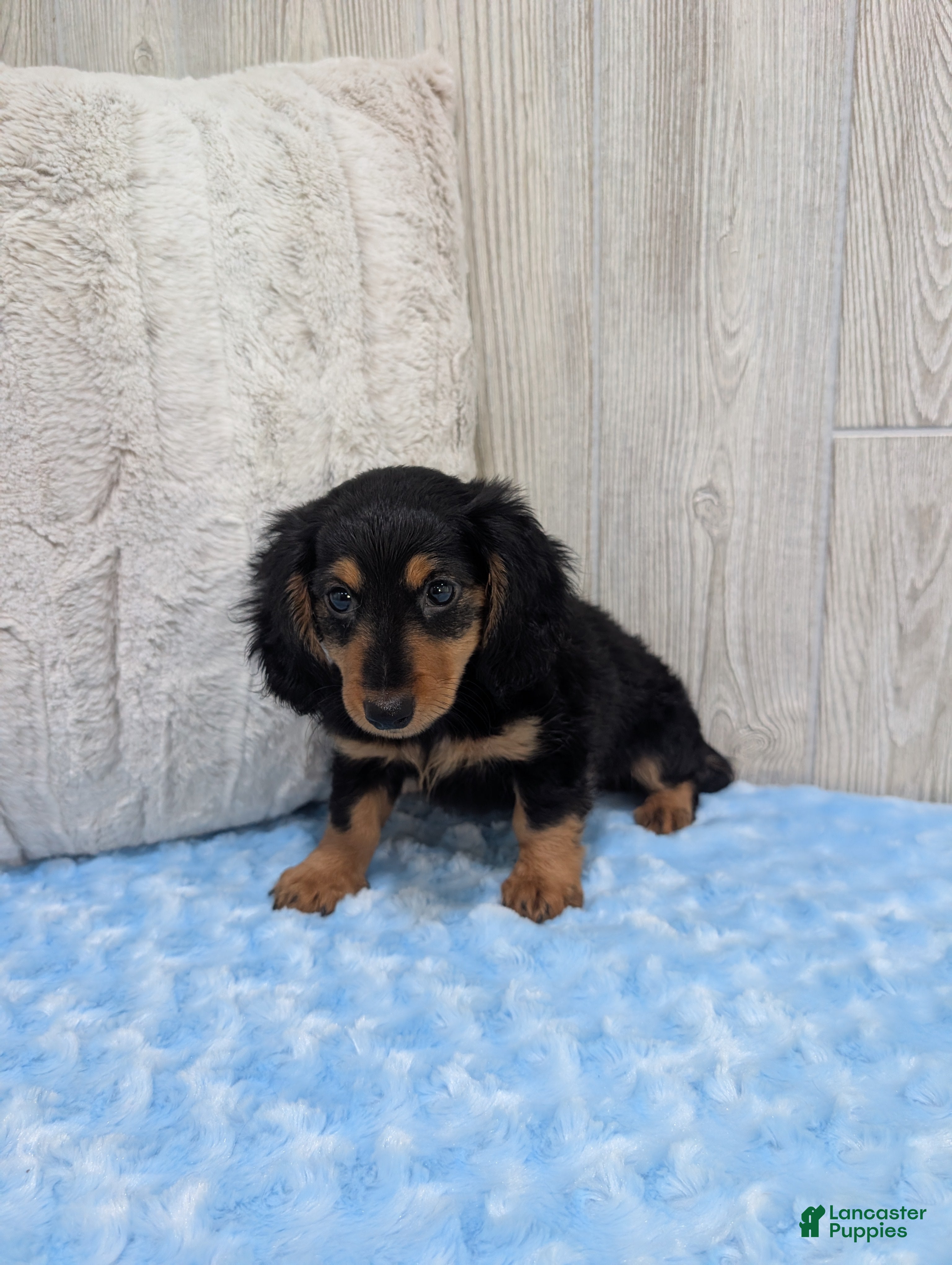 Miniature Dachshund dogs for sale: Benji - Ad 2