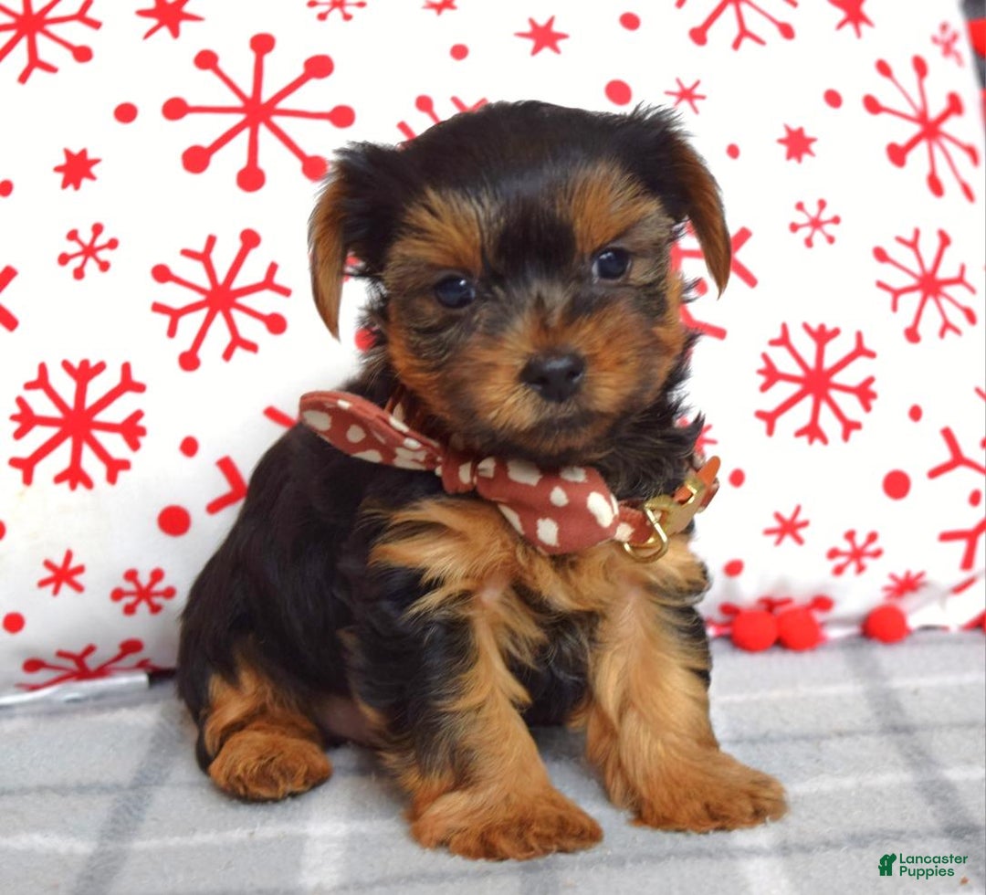 Yorkshire Terrier dogs for sale: Gabe - Ad 5