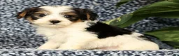 Yorkiepoo dogs for sale: Rex - Ad 7