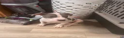 American Pit Bull Terrier dogs for sale: American Pit Bull Terrier 1 - Ad 2