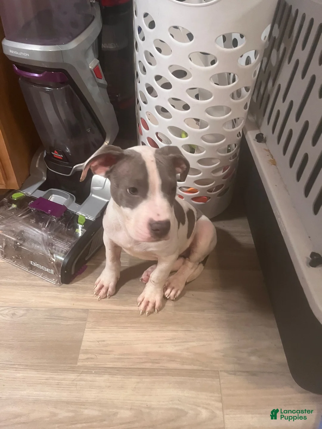 American Pit Bull Terrier dogs for sale: American Pit Bull Terrier 1 - Ad 2