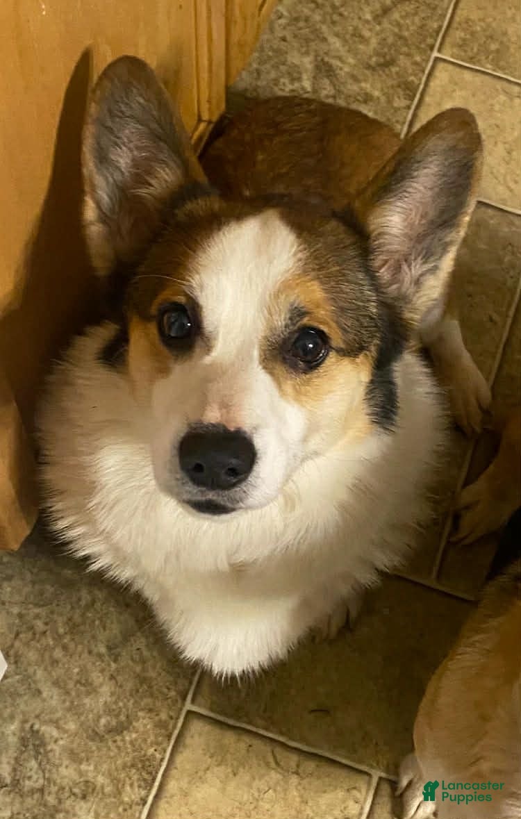 Archie