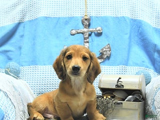 Miniature Dachshund dogs - Ad 33